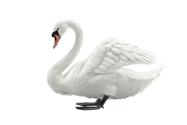 PSD elegante cisne blanco aislado sobre un fondo blanco foto de producto de estudio aig57
