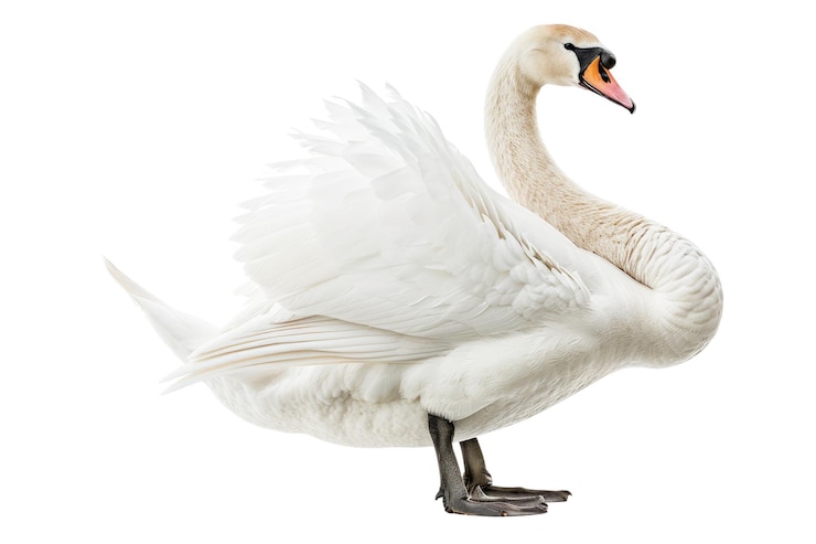PSD elegante cisne blanco aislado sobre un fondo blanco foto de producto de estudio aig57