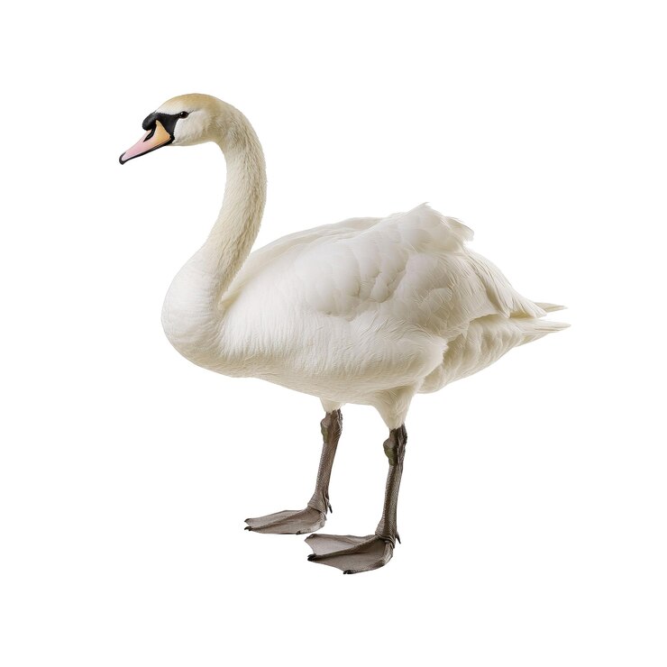 PSD elegante cisne blanco aislado sobre un fondo blanco