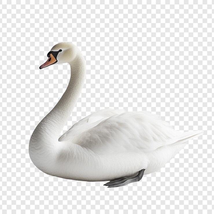 PSD el elegante cisne blanco