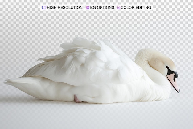 Elegante cisne descansando de lado contra um fundo branco