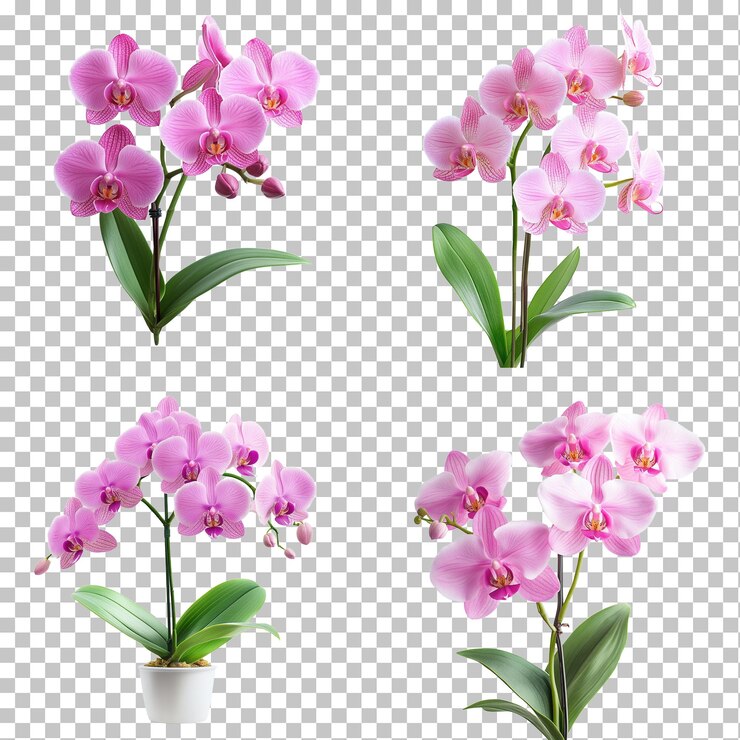 PSD elegante flor de orquídea rosa aislada en el blanco
