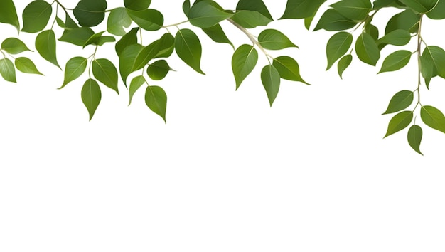 Elegante grüne Blattzweige auf durchsichtigem Hintergrund für von der Natur inspirierte Entwürfe