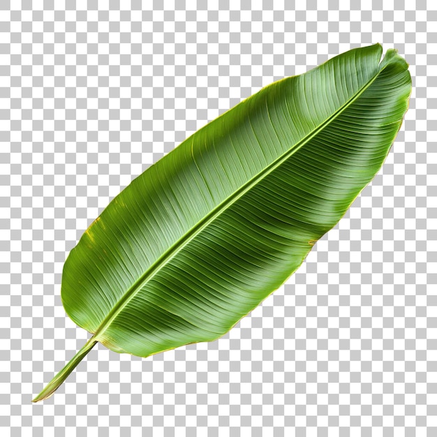 Elegante hoja de plátano aislada sobre un fondo transparente