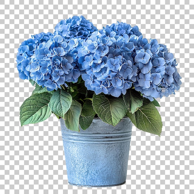 Elegante hortensia azul francesa florece en una planta de zinc industrial aislada