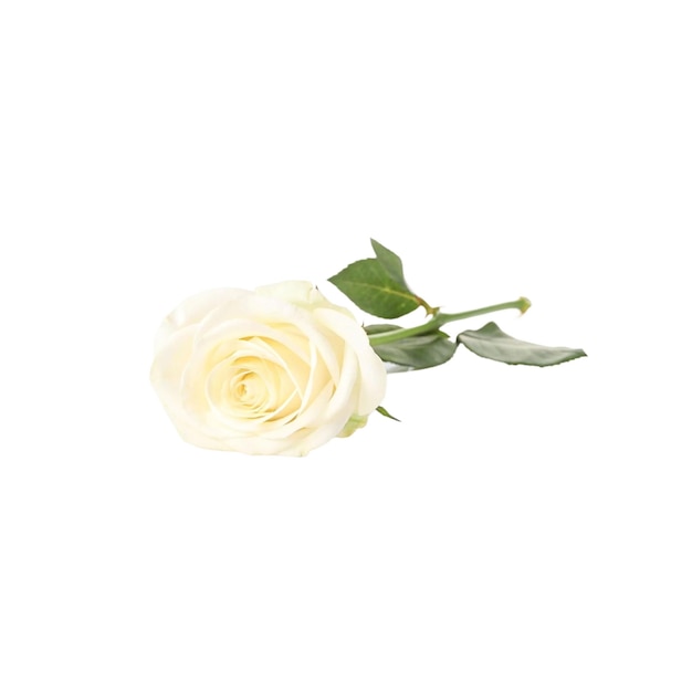 Elegante rosa blanca en plena floración con tallo y hojas verdes contra un fondo negro