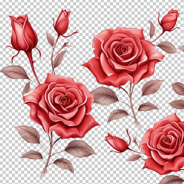 PSD une élégante rose rouge florale polyvalente png