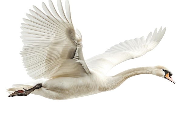 Eleganter weißer Schwan auf weißem Hintergrund Studio-Produktfoto AIG57