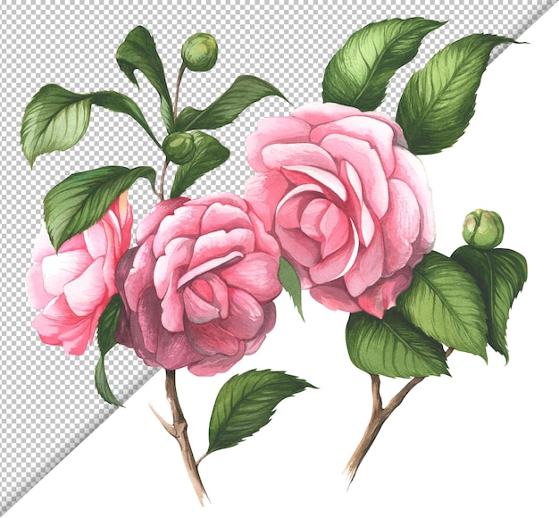 PSD elemento de design de ilustração de flores cor de rosa em aquarela isoladas