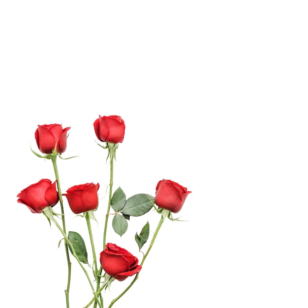 Elementos de la flor de la rosa aislados