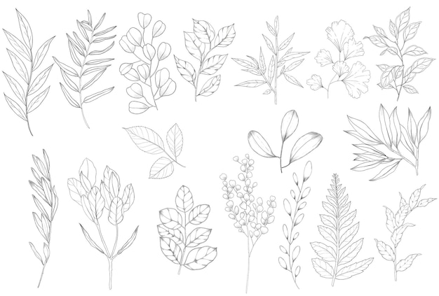 Elementos florais e herbáceos desenhados à mão
