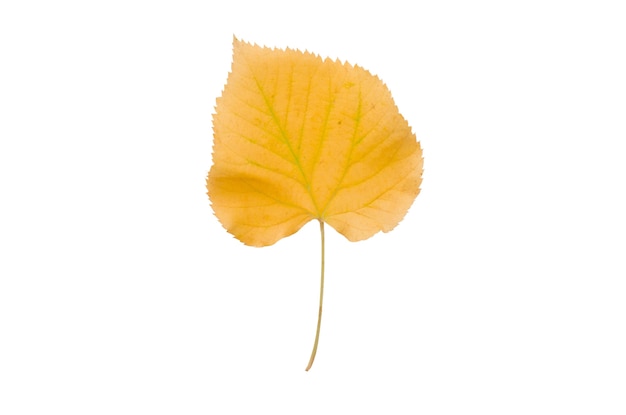 Éléments isolés du feuillage d'automne