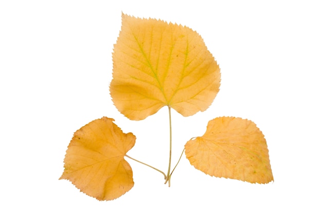 Éléments isolés du feuillage d'automne