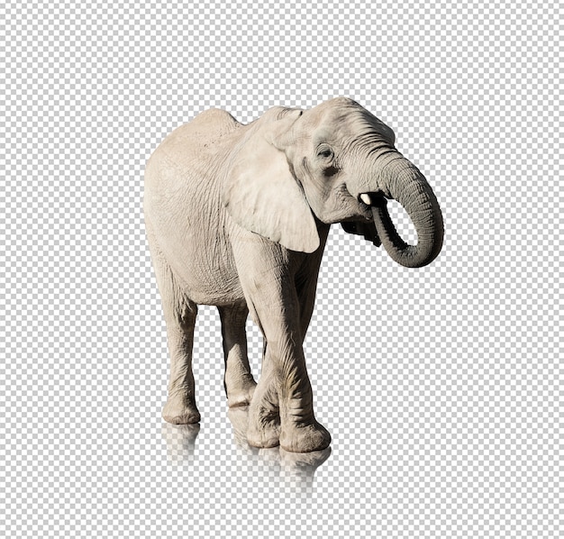 Éléphant Réaliste