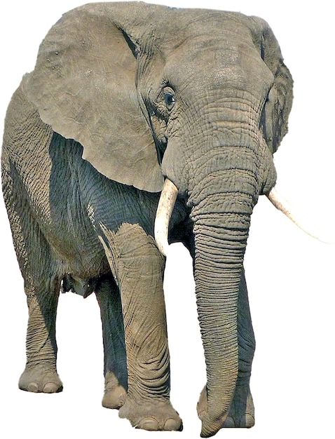 PSD elephas elephas maximus loxodonta elephantidae éléphant d'afrique