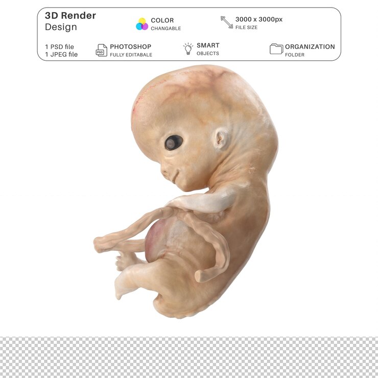 PSD el embrión humano, el feto, el modelado 3d, el archivo psd, la anatomía humana realista.
