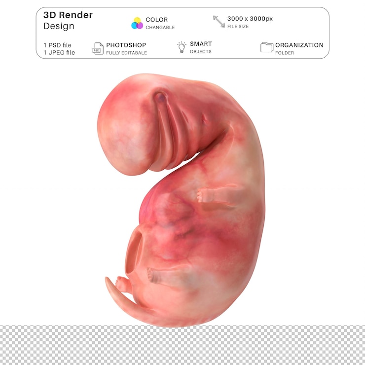 PSD el embrión humano, el feto, el modelado 3d, el archivo psd, la anatomía humana realista.