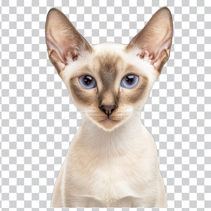 PSD encantador gato javanés aislado en fondo blanco para amantes de las mascotas y entusiastas de los animales en fondo transparente png
