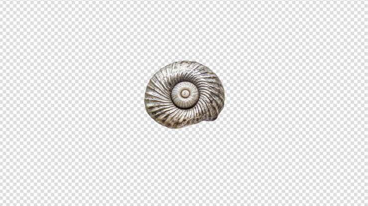 PSD encantadora pequeña concha marina con una forma de espiral única perfecta para la decoración de la playa y las exhibiciones educativas