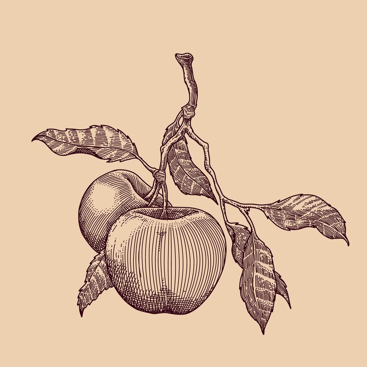 PSD engraved illustration of apples on a branch with leaves
