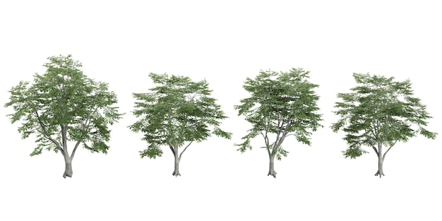 Un ensemble d'arbres de Fagus isolés sur un fond blanc