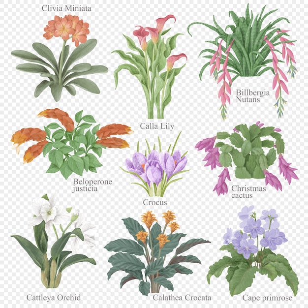 PSD ensemble de cliparts de plantes d'intérieur à fleurs