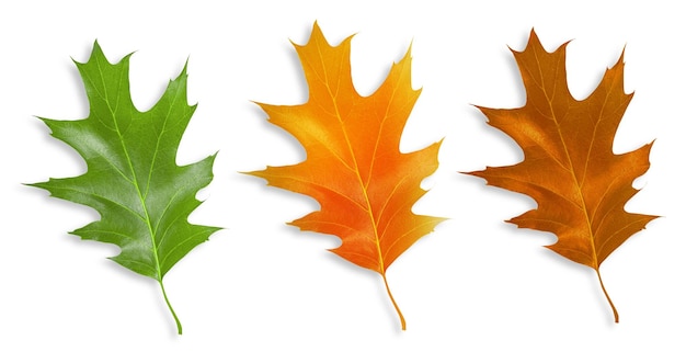 Ensemble de feuilles en bois sur fond vide