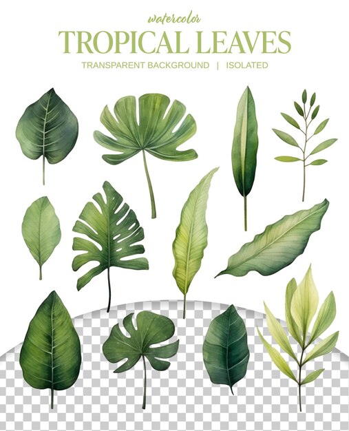 PSD un ensemble de feuilles tropicales aquarelles