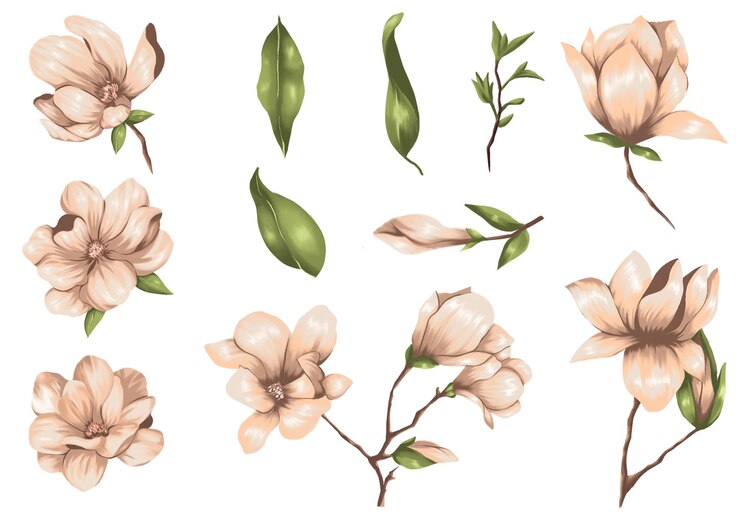 PSD ensemble de fleur de magnolia dans l'art de la peinture