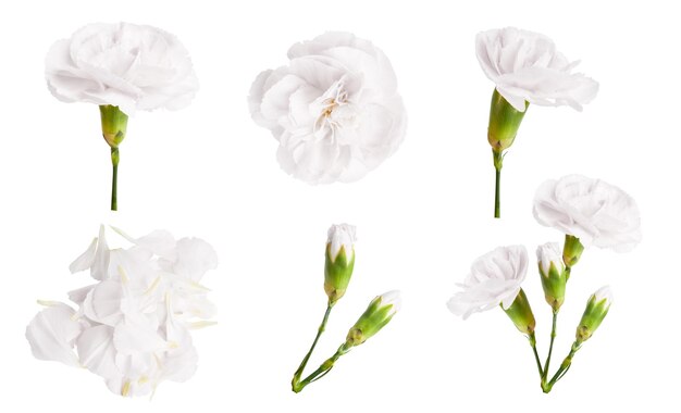 PSD un ensemble de fleurs blanches sur un fond blanc.