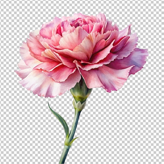 PSD un ensemble de fleurs de péonie à l'aquarelle clip art style vintage fond blanc