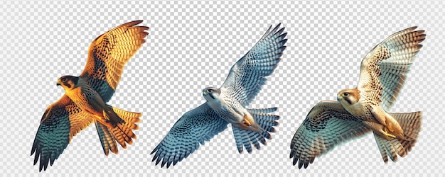 PSD un ensemble d'oiseaux faucon volant isolés sur un fond transparent volant aigle png génératif ai.