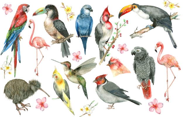 Ensemble d&#39;oiseaux tropicaux