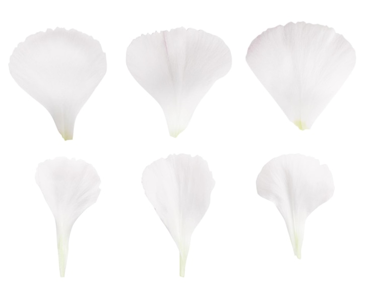 PSD un ensemble de pétales de fleurs blanches sur un fond blanc.
