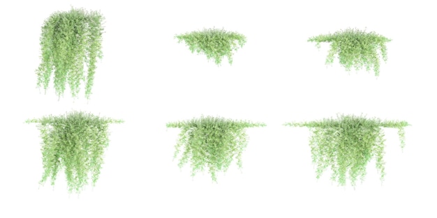 Ensemble de plantes d'asparagus isolées sur un fond transparent