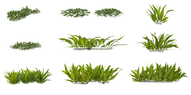 ensemble de plantes à fleurs MarchantiaNeolepisorus sur fond transparent