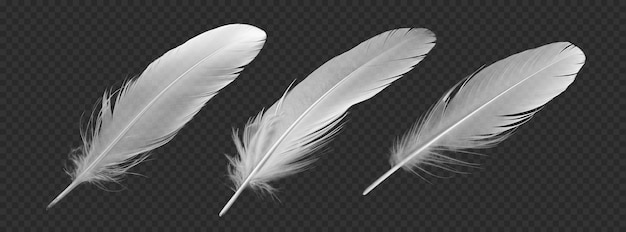 Ensemble de plumes isolé sur fond transparent png psd
