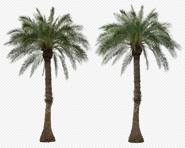 PSD ensemble réaliste de palmiers phoenix dactylifera
