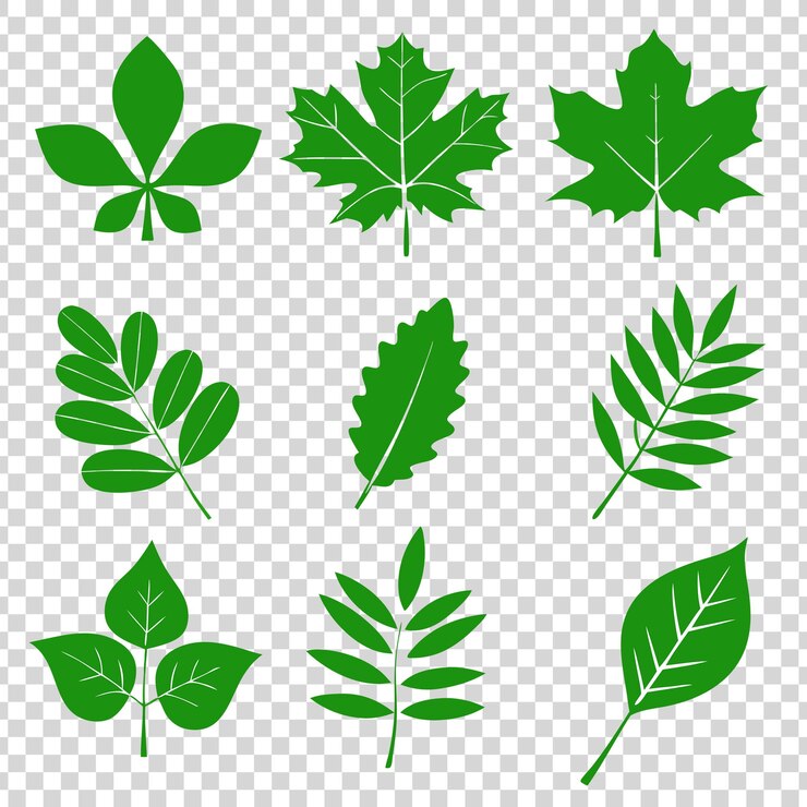 PSD un ensemble de silhouettes de feuilles naturelles de divers arbres