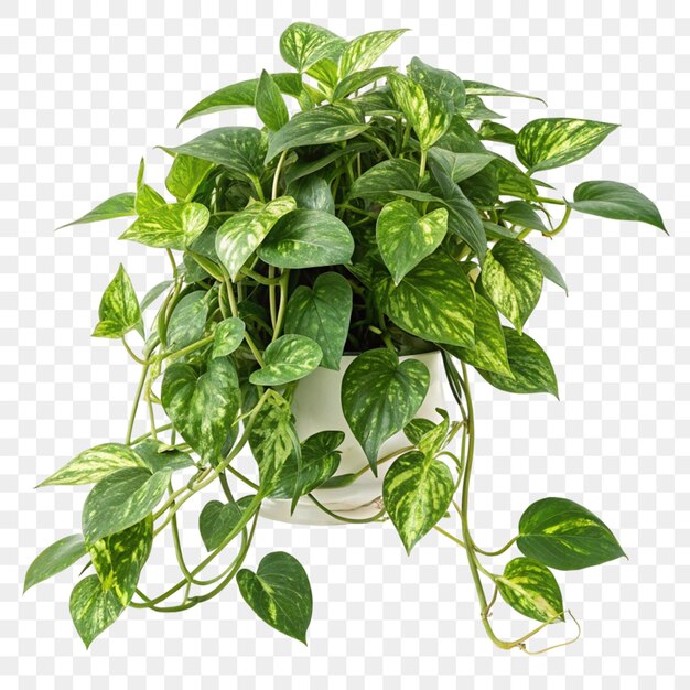 Epipremnum Aureum aislado sobre un fondo transparente