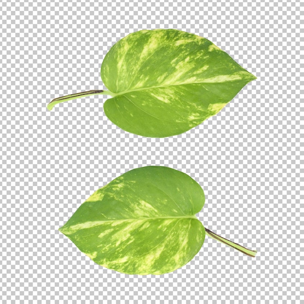 Epipremnum aureum deja representación aislada