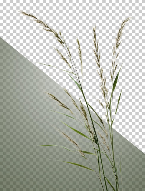 Erba alta su sfondo bianco tagliato stock png