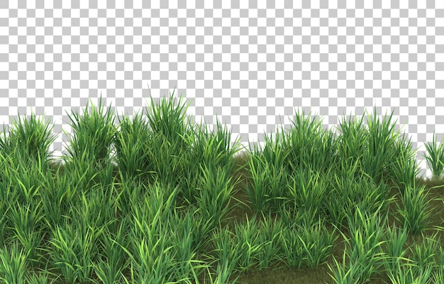Erba su sfondo trasparente. rendering 3D - illustrazione