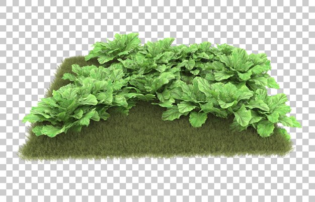 Erba su sfondo trasparente. rendering 3D - illustrazione