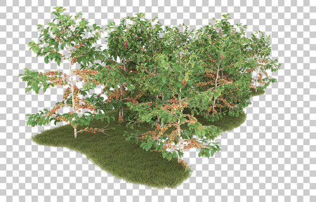 Erba su sfondo trasparente. rendering 3D - illustrazione