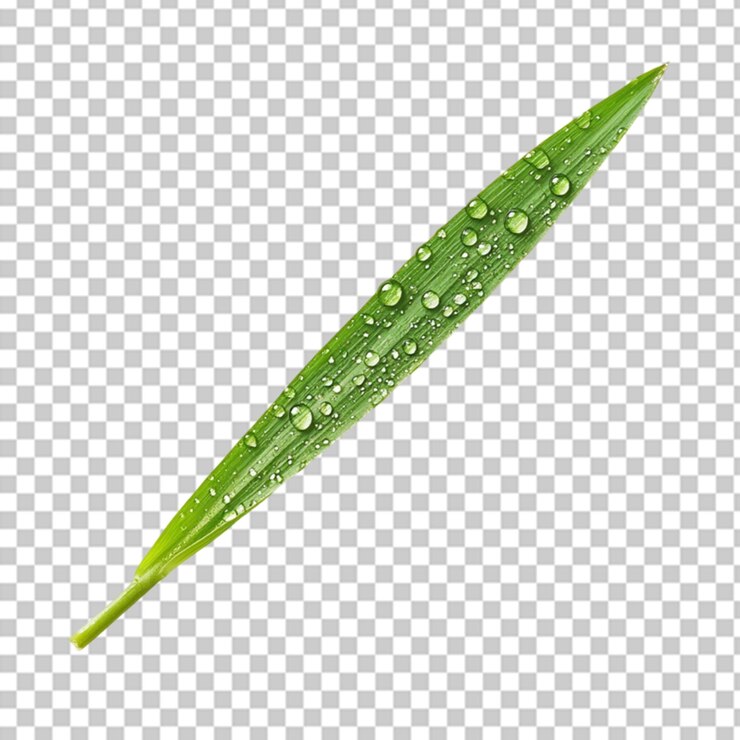 erba verde con piccole gocce d'acqua su sfondo bianco