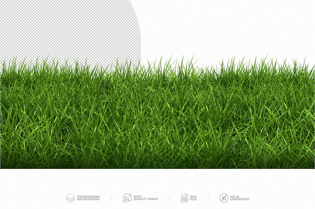 Erba verde su sfondo trasparente