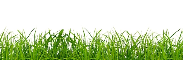 erba