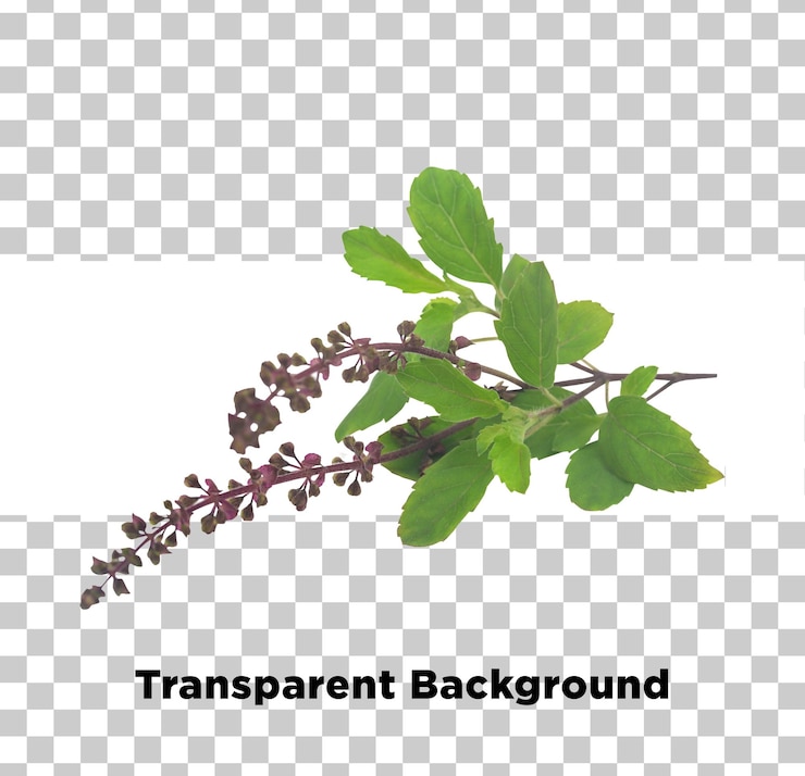PSD ervas curativas ayurvédicas planta de tulsi fundo transparente