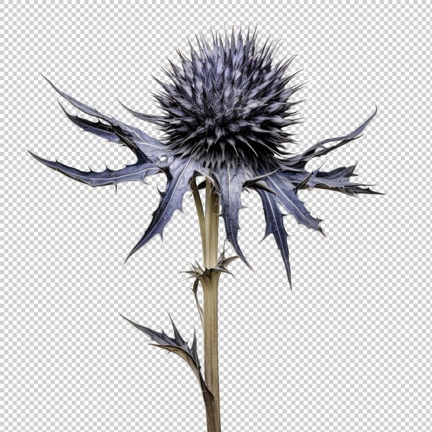 PSD eryngium sea holly getrocknete blume isoliert auf durchsichtigem hintergrund